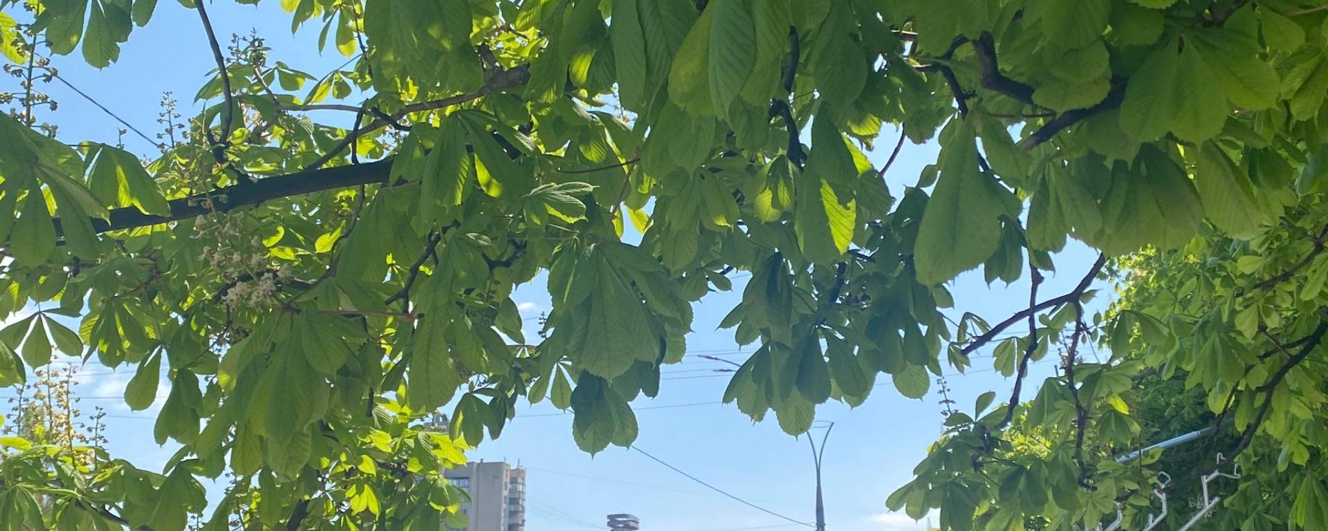 Chisinaul primavaratic