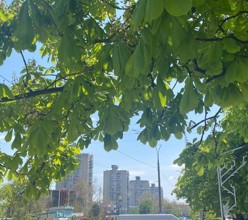 Chisinaul primavaratic