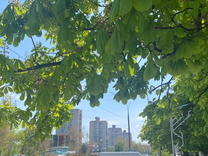 Chisinaul primavaratic