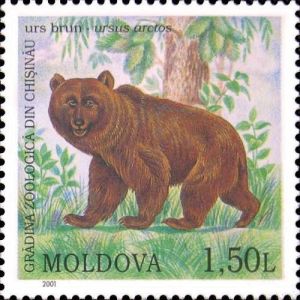 Brown Bear 2001